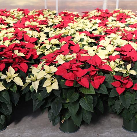 #10 Red & White Combo Poinsettias