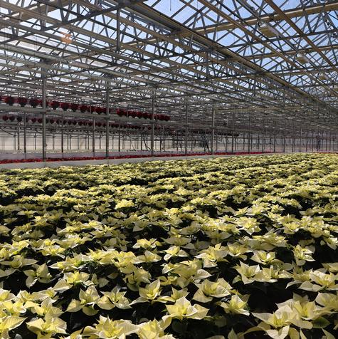 Bay of White #8.5 Pot Poinsettias