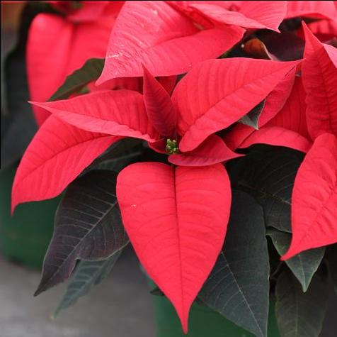 Close-up of a Red #6 Pot Poinsettia