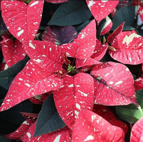 Superba New Glitter Poinsettia