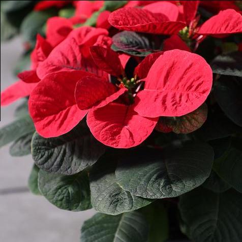 #7.5 Pot Christmas Mouse Red Poinsettias