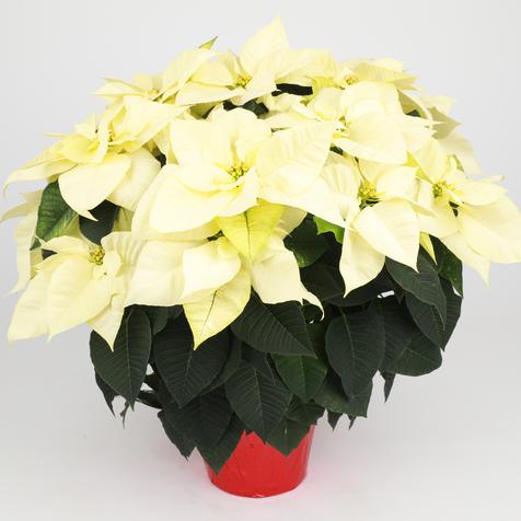 Studio shot of a #8.5 pot White Poinsettia
