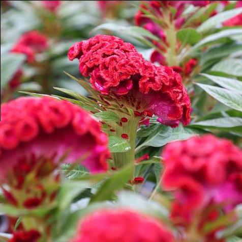 Twisted Red Currant Celosia
