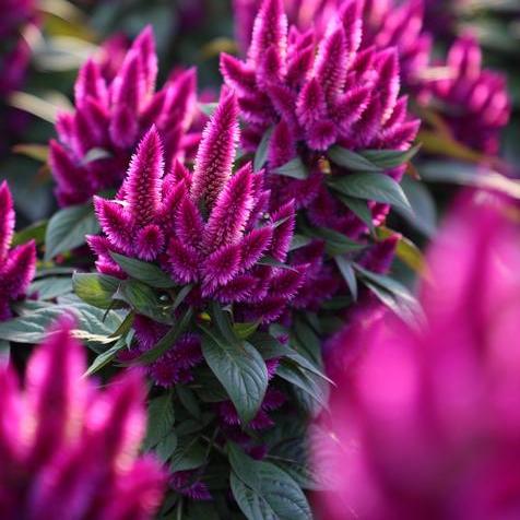 Intenz Classic Celosia