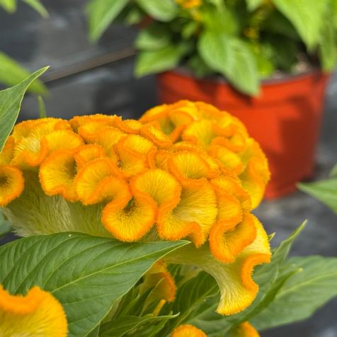 Twisted Yellow Celosia