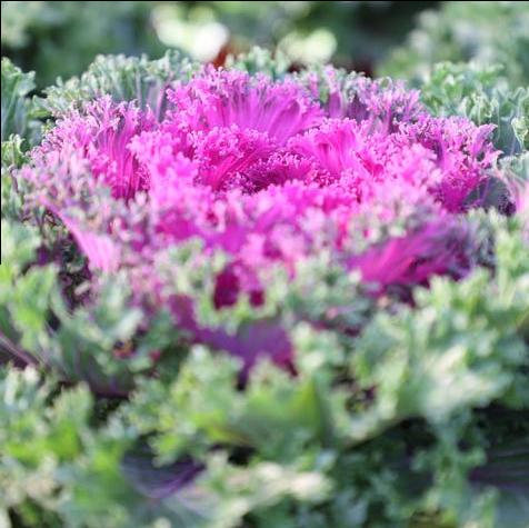 Glamour Red Kale Closeup