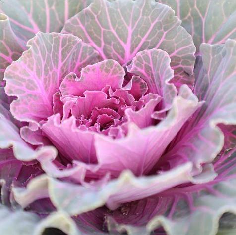 Cabbage Pigeon Red Closeup