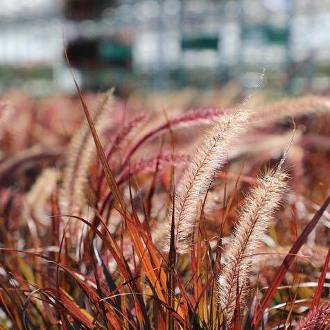 Pennisetum Rubrum Grass Closeup