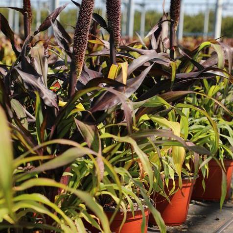 Purple Barron Millet in #9 Pots