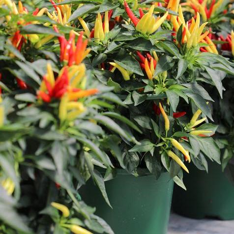 Chilly Chili Ornamental Peppers in #8 Pots