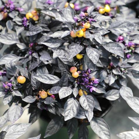 Onyx Orange Ornamental Peppers in #6 Pot