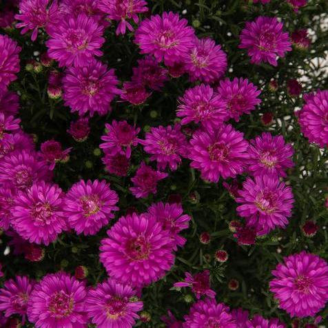 Marie III Dark Pink Aster