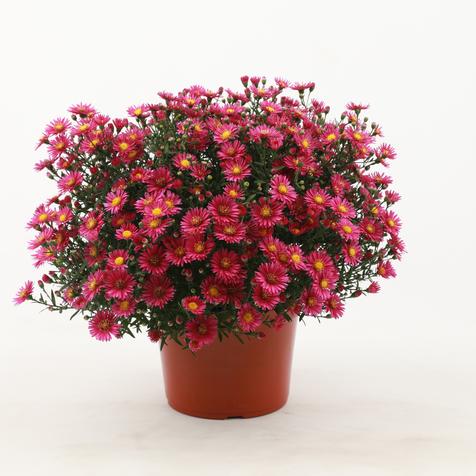 Hazy Dark Pink Aster in a #9 Pot