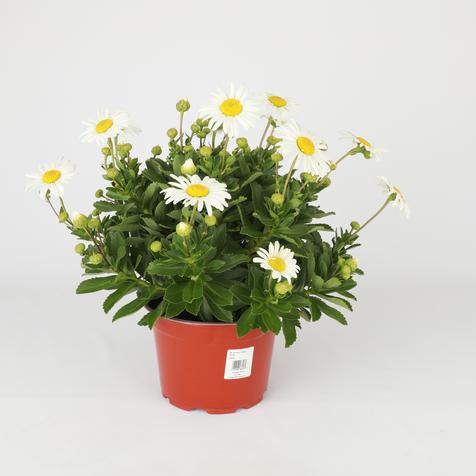 Montauk Daisy in a #9 Pot