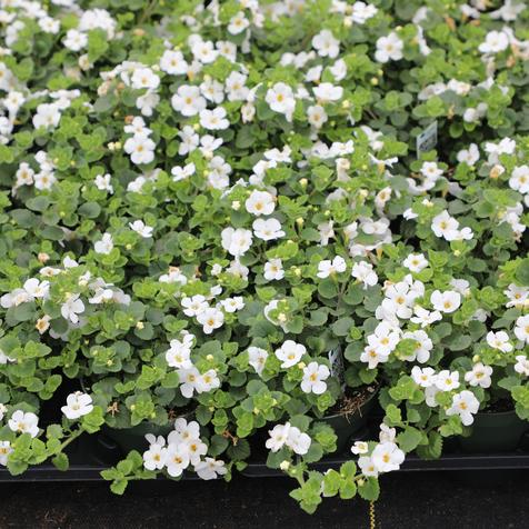 Bacopa Gulliver White