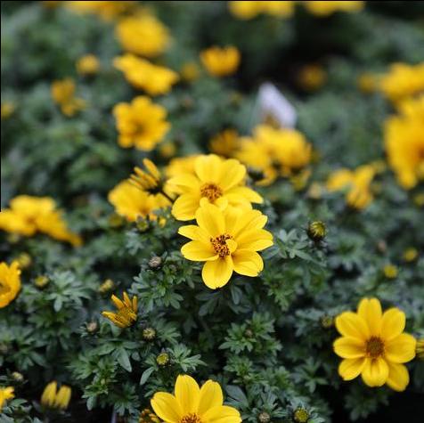 Biden Yellow Sunshine in #4.5 Pots