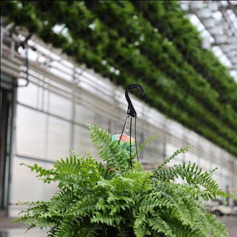 Boston Fern in #11 Hanging Basket