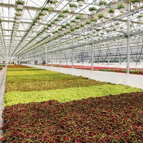 Bay of Coleus