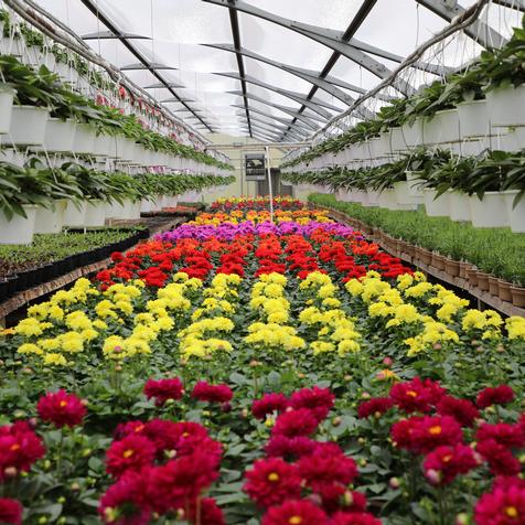 Bench of Dahlias
