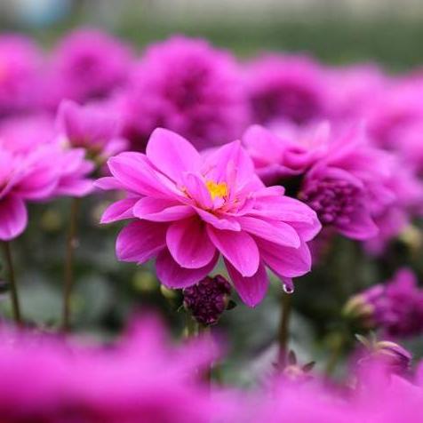 Dahlia Closeup bloom