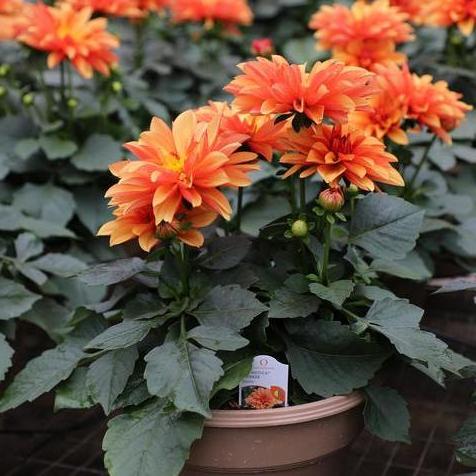 Hypnotica Bronze Dahlia