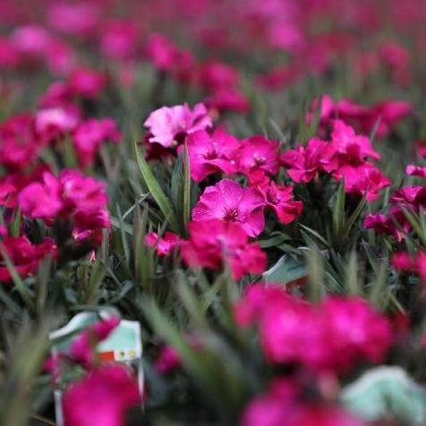 Scully Dianthus in #4.5 Pink Pot