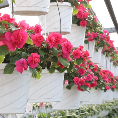 Double Impatiens in a Hanging Basket