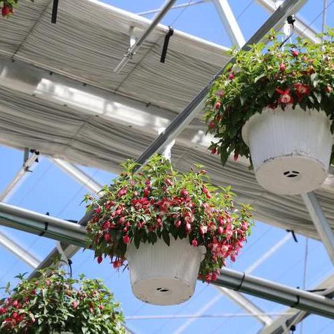 Fuchsia Windchimes Basket