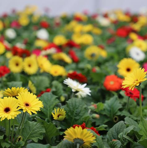 Gerbera Bengal Mix