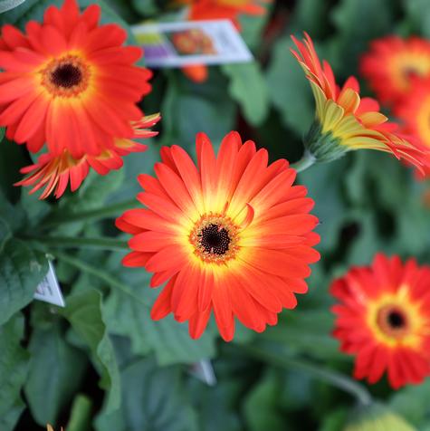 Gerbera Midi Fireball in a #4.5 Pot
