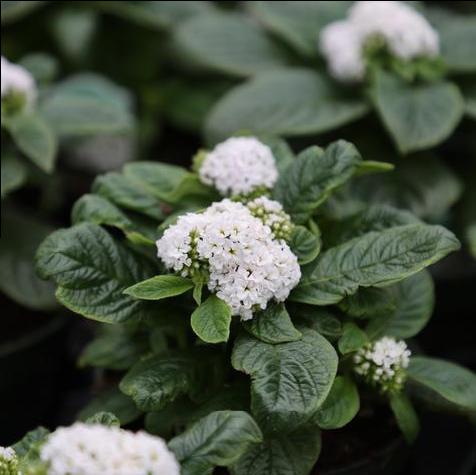 Heliotrope Marino White