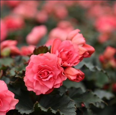 Hiemalis Begonia
