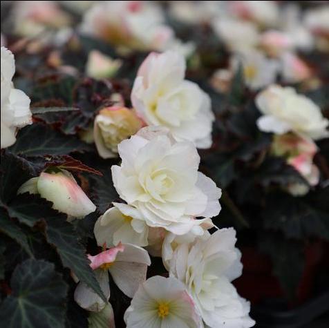 Ionia La Luna Hiemalis Begonia in a #4.5 pot