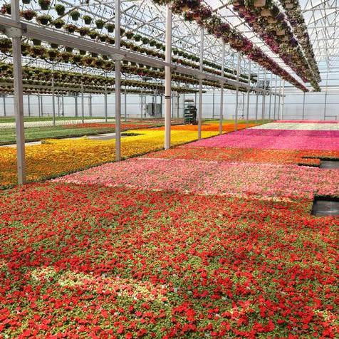 Bay of Impatiens