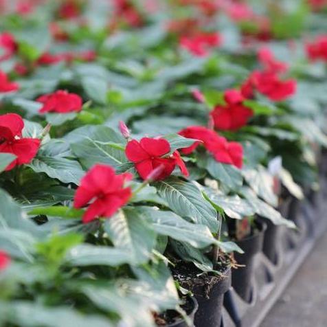 Vinca Titan Dark Red