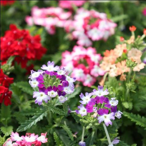 Verbena Obsession Mix in 804 Bedding Flats