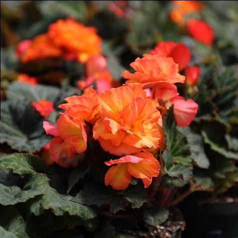 Tuberous Begonia Non Stop Fire