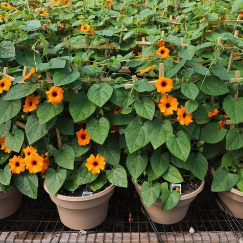Thunbergia Tower Power Orange