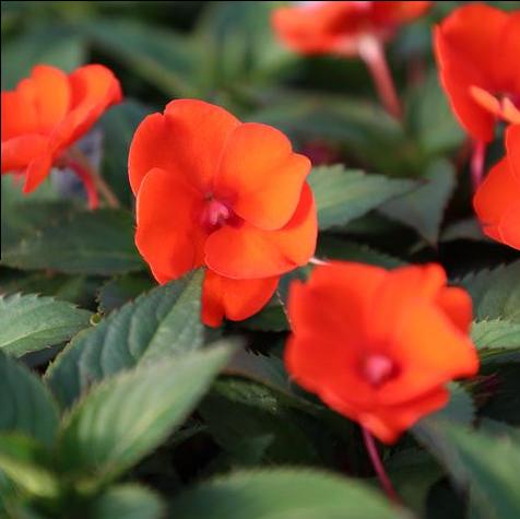 Sunpatiens Compact Electric Orange
