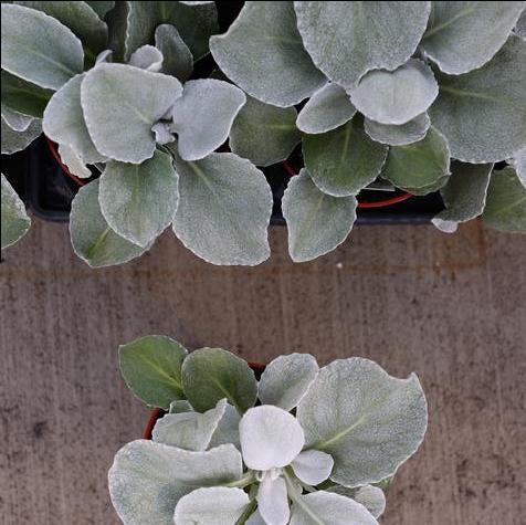 Senecio Angel Wings