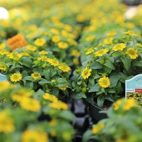 Sanvitalia Tsavo Compact Yellow in #4.5 Pots
