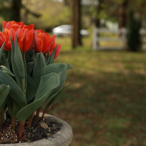 Easter Tulip Orange