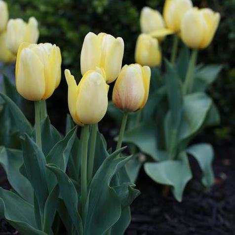 Yellow Easter Tulip