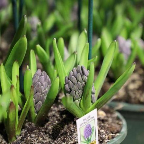 Easter Hyacinths Blue in a #8 pot