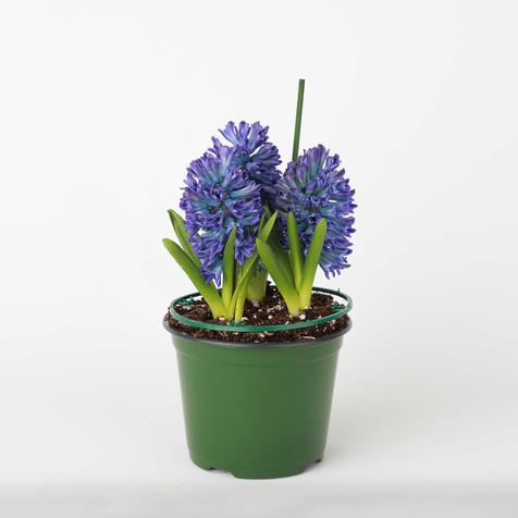 Easter Hyacinth Blue Purple in a #6 Pot