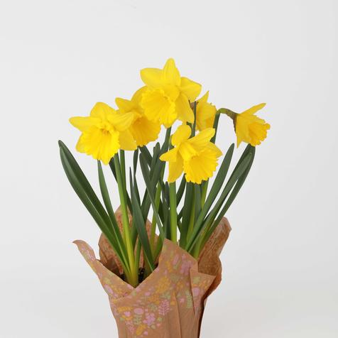 Easter Daffodils in a #6 Pot