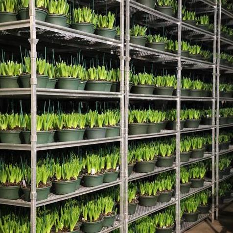 #8 Pot Easter Hyacinths in a cooler