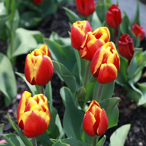 Easter Tulip Red & Yellow