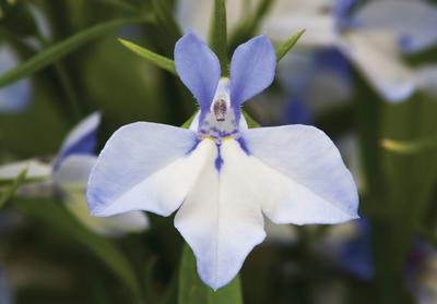 Lobelia erinus 'Techno Heat Upright Light Blue Imp'