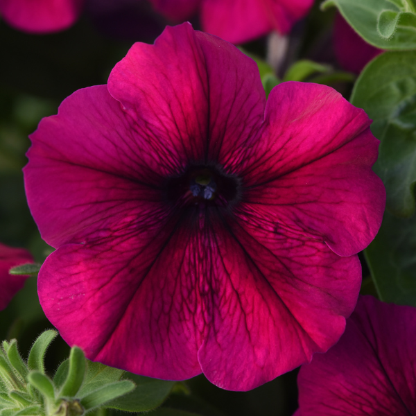 Petunia hybrida 'Madness Burgundy'